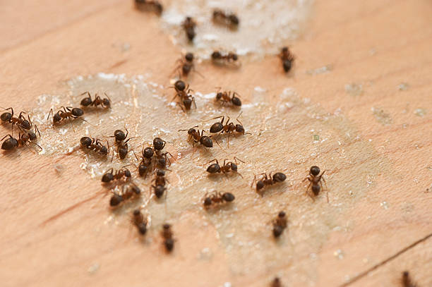 Best Local Pest Control Services  in Decatur, MI