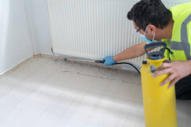 Flea Control Services in Decatur, MI